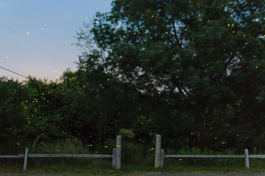 Fireflies glow near the forest at night