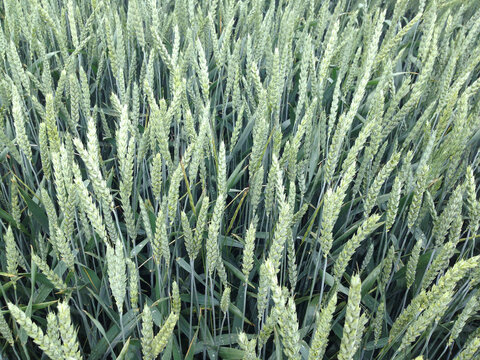Field of green wheat