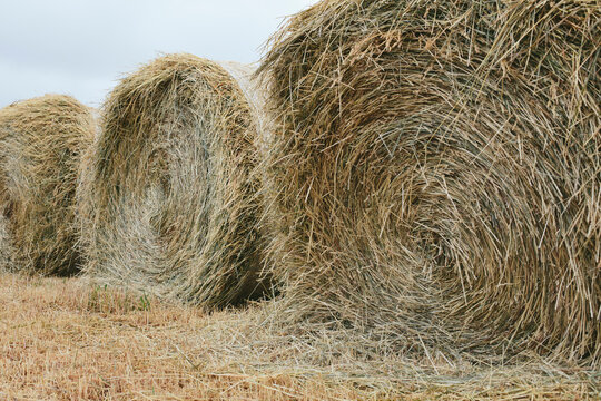 Bales of hay