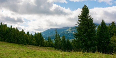 Fototapeta na wymiar spruce forest on the meadow in mountains. autumn weather with clouds on the sky. beautiful carpathian landscape. panoraminc view