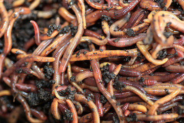 Earthworms (Dendrobena Veneta) for Fishing or Compost