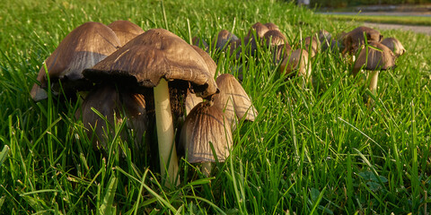 Mushrooms in the sun. In the green grass. Sweden.