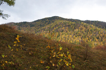 Mountains and wood at October landscape.Wood and mountains