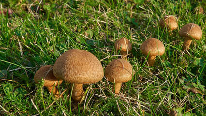 Mushrooms in the sun. In the green grass. Sweden.