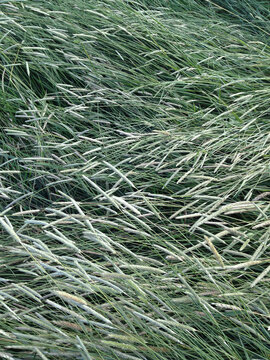 Field of grasses