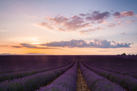 Beautiful sunset over a lavender field