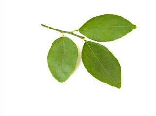 green lemon leaves isolated on white background	