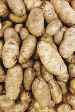 White skin potatoes at a farmer's market