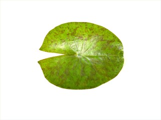 Closeup green leaf of water lily isolated on white background ,nature leave