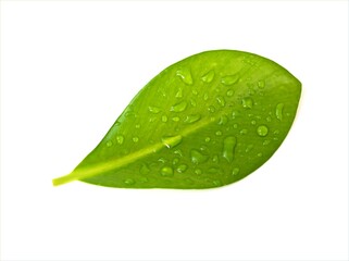 Fototapeta na wymiar green leaf isolated with water drops on white background ,nature leave 