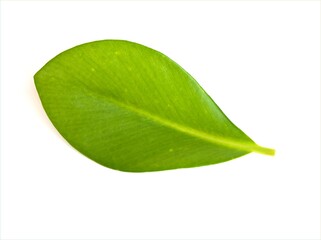 green leaf isolated on white background ,nature leave
