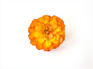 Yellow orange Zinnia angustifolia flower isolated on white background	