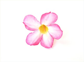 Closeup pink desert rose flower isolated on white background