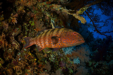 Colorful ocean life on a beautiful background
