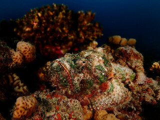 Colorful ocean life on a beautiful background
