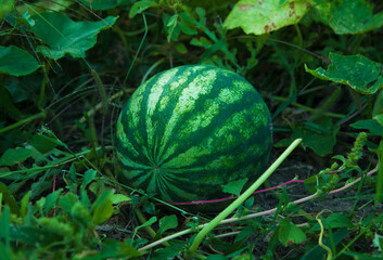 Watermelon on a plant in the garden. Watermelon grows on the ground.