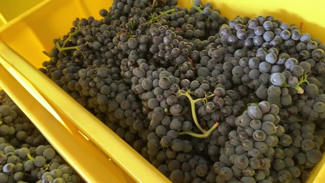 Liestal, Switzerland - September 22, 2020: Plastic yellow crates are full of red grapes after harvest