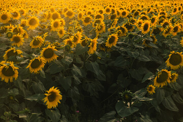 Sunflower Field