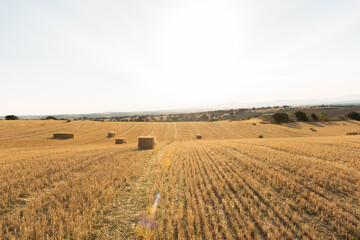 summer wheat field