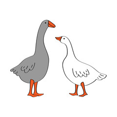 Pair of two cute geeses standing on isolated white background. Vector illustration of white and grey waterfowls in cartoon style for printing on any surface