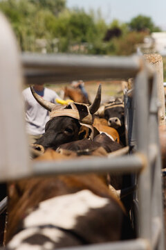 roping cattle with horn wraps stand in a chute