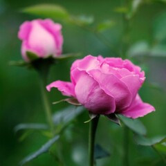 pink rose in garden