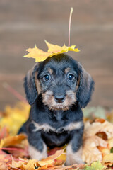 Puppy with a yellow leaf on his head is standing on the autumn foliage