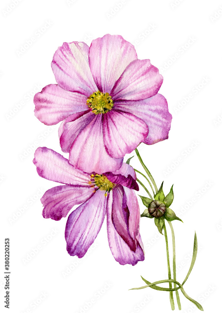 Wall mural watercolor illustration. the flowers of cosmos .