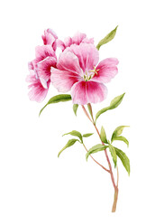 Watercolor illustration. Flowers pink godetia.