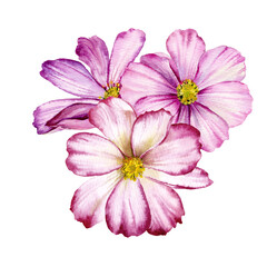 Watercolor illustration. The flowers of cosmos .