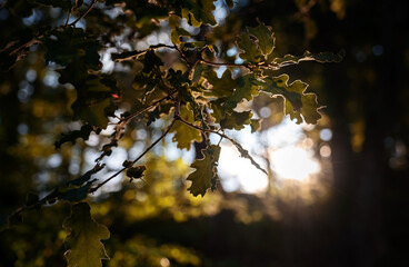 The magic of the summer forest at sunset.