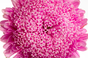 Frontal macro shot of pink Souththern Daisy over white background.