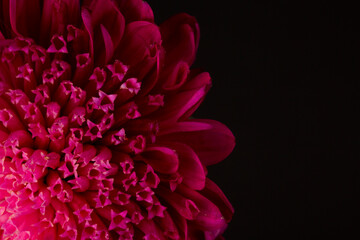 Macro shot of red Souththern Daisy over black background and negative space for copy.