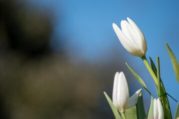 ♬咲いた咲いたチューリップの花が、並んだ並んだ色とりどりに・・・