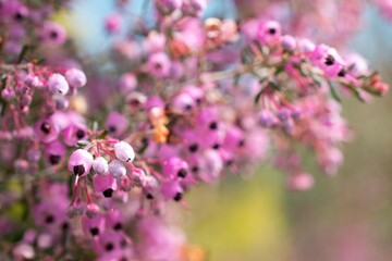 釣り鐘型の個性的な花型、別名をクロシベエリカまたはアフリカエリカともいうジャノメエリカ