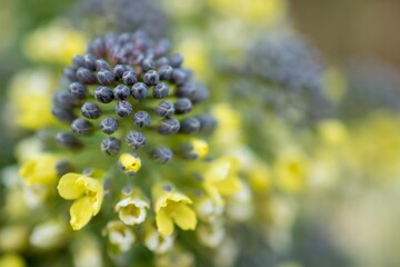 ヤセイカンランの花が咲いたときちょうど撮影できました
