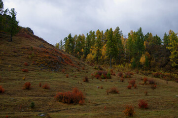 Fairy-tale landscape wood and mountains by early autumn