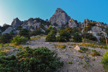 Fototapeta premium green trees and bushes grow on steep side of mountains with sharp rocks, cliffs, peaks in warm orange sunset light. Crimea. Blue sky