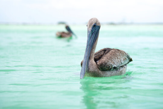 A portrait of a brown pelican in Mexico