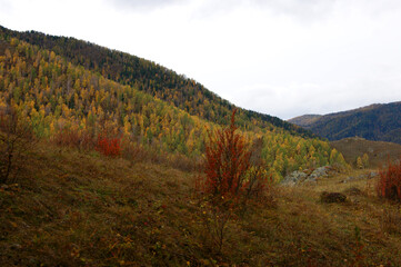 Fototapeta na wymiar Landscape of the mountains and tree by early autumn