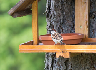 Close up male The house sparrow, Passer domesticus bird perched on the bird feeder table with sunflower seed. Bird feeding concept. Selective focus.