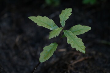green leaves on a tree
