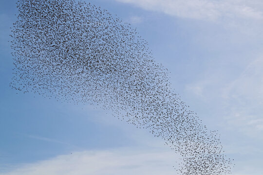 a large flock or murmuration of starlings flocking together and flying in formation above a field in rural Italy