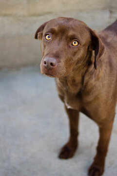 Close-up of chocolate labrador standing and looking straight at the camera