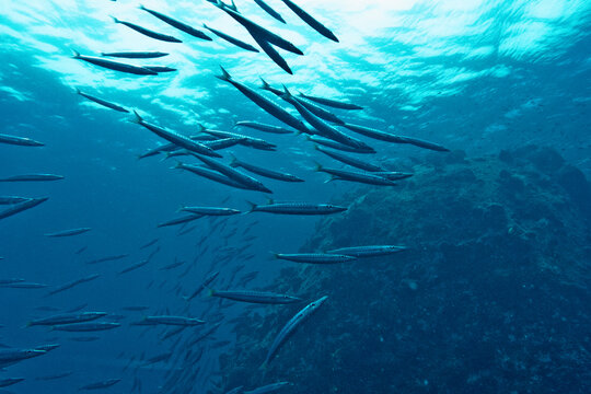 Barracuda School