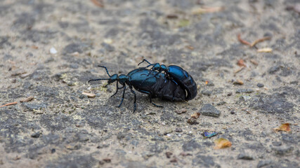 Poisonous beetle Meloe Violaceus during reproduction. Big blue beetle.