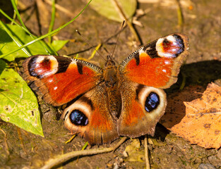 European peacock butterfly (Aglais io) on the ground