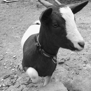A black and white image of a young baby goat in San Gimignano, Italy.