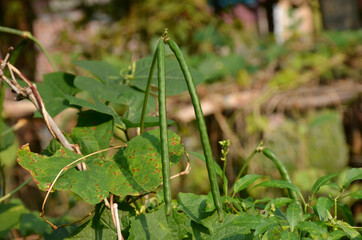 the pair of green ripe beans with vine in the garden.