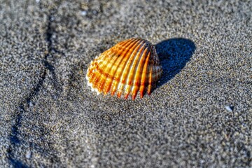 Close up of a scallop on the beach
